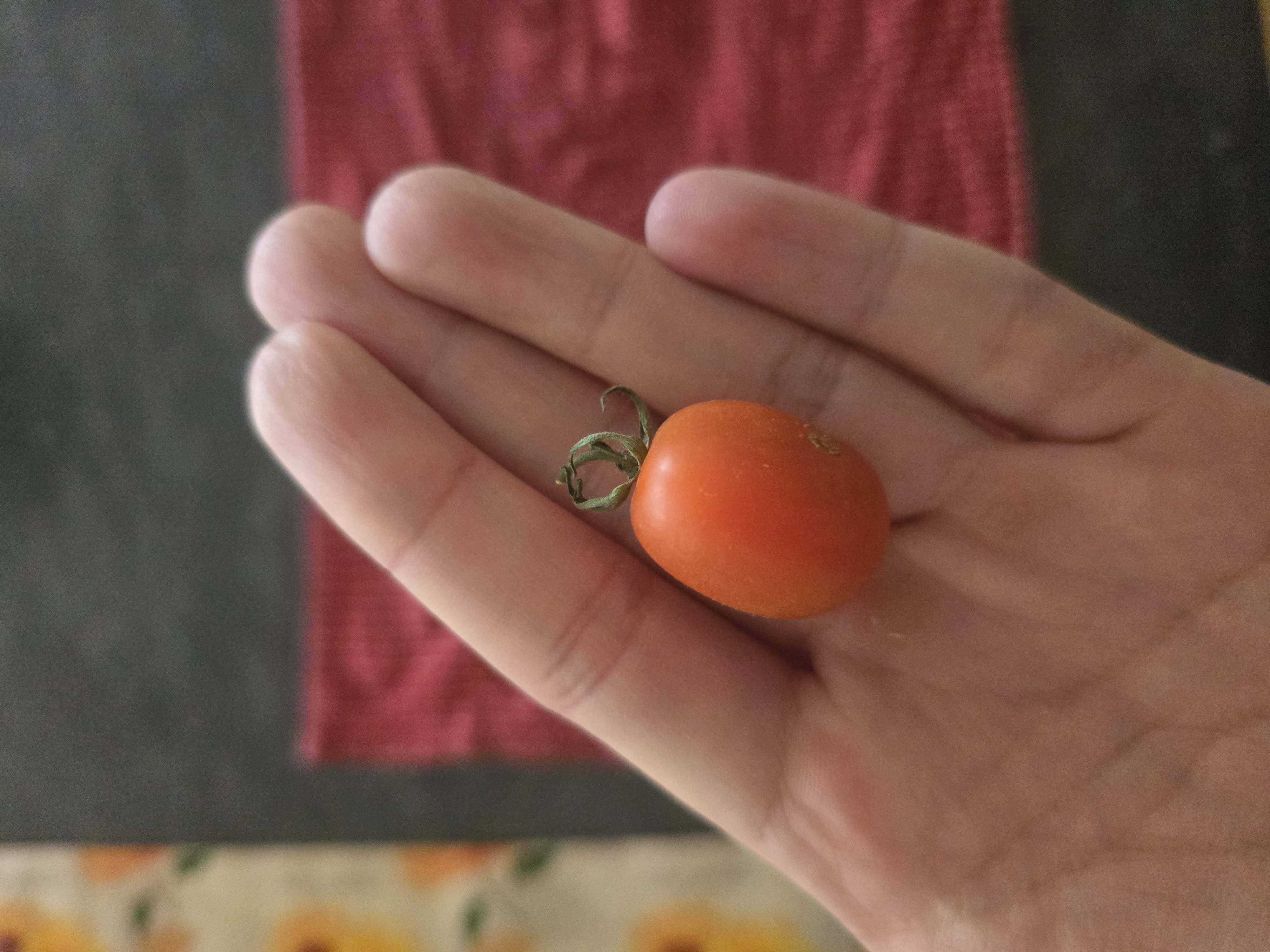My first tomato